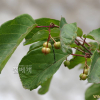 사람주나무(Neoshirakia japonica (Siebold & Zucc.) Esser) : 塞翁之馬