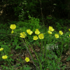 미나리아재비(Ranunculus japonicus Thunb.) : 들꽃사랑