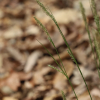 가지청사초(Carex polyschoena H.Lev. & Vaniot) : 고들빼기