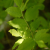 산앵도나무(Vaccinium hirtum var. koreanum (Nakai) Kitam.) : 꽃마리