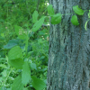 밀나물(Smilax riparia A.DC.) : 현촌