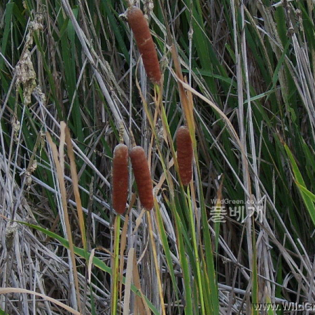 애기부들(Typha angustifolia L.) : 塞翁之馬