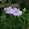 벌개미취(Aster koraiensis Nakai) : 현촌