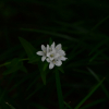 자주꽃방망이(Campanula glomerata L. subsp. speciosa (Hornem. ex Spreng.) Domin) : 벼루