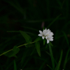 자주꽃방망이(Campanula glomerata L. subsp. speciosa (Hornem. ex Spreng.) Domin) : 벼루