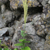 선갯장대(Arabis erecta) : 산들꽃