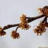풍년화(Hamamelis japonica Siebold & Zucc.) : 청암