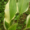 옥잠화(Hosta plantaginea (Lam.) Aschers.) : 무심거사