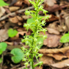 넓은잎잠자리란(Platanthera fuscescens (L.) Kraenzl.) : 통통배