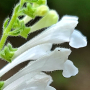 흰골무꽃 : 추풍
