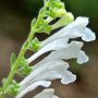 흰골무꽃 : 추풍