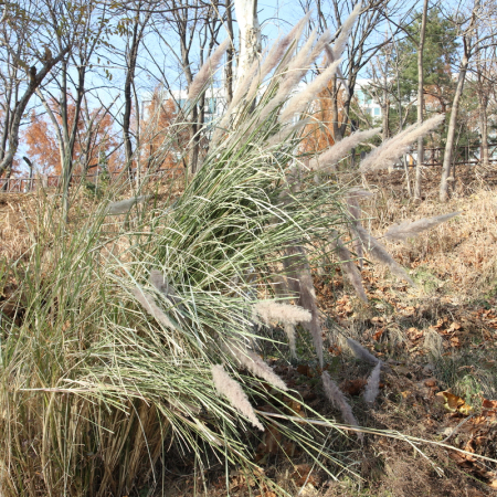 큰개사탕수수(Saccharum arundinaceum Retz.) : 도리뫼