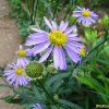 벌개미취(Aster koraiensis Nakai) : 현촌