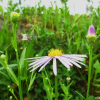 벌개미취(Aster koraiensis Nakai) : 현촌