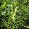 선투구꽃(Aconitum umbrosum (Korsh.) Kom.) : 벼루
