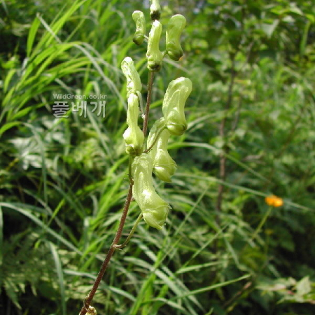 선투구꽃(Aconitum umbrosum (Korsh.) Kom.) : 벼루