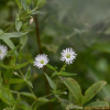 왕별꽃(Stellaria radians L.) : 통통배