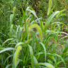 수강아지풀(Setaria viridis (L.) P.Beauv. subsp. pycnocoma (Steud.) Tzvelev) : 무심거사