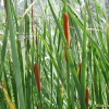 애기부들(Typha angustifolia L.) : 벼루