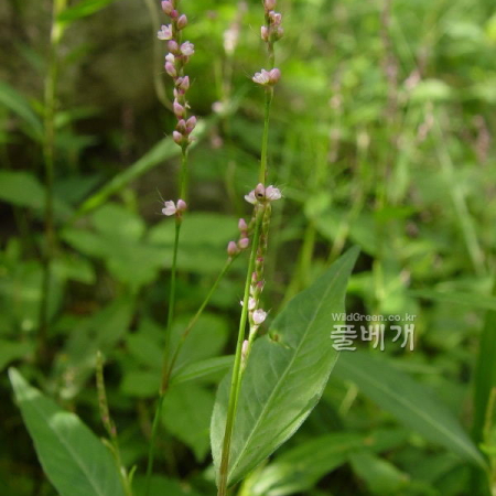 바보여뀌(Persicaria pubescens (Blume) H.Hara) : 통통배