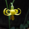노랑땅나리(Lilium callosum Siebold & Zucc. var. flaviflorum Makino) : 설뫼*