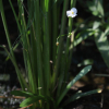 올미(Sagittaria pygmaea Miq.) : 노루발
