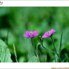 이질풀(Geranium thunbergii Siebold & Zucc.) : 몽블랑