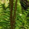 꿩고비(Osmunda cinnamomea L.) : 여울목