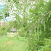 메타세쿼이아(Metasequoia glyptostroboides Hu & Cheng) : 도리뫼