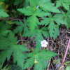 쥐손이풀(Geranium sibiricum L.) : 버들피리