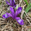 솔붓꽃(Iris ruthenica KerGawl.) : 박용석