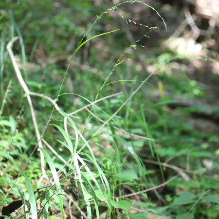 좀겨풀(Leersia oryzoides (L.) Sw.) : 도리뫼