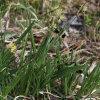 나래사초(Carex filipes Franch. & Sav. var. oligostachys (Meinsh. ex Maxim.) K?k.) : 도리뫼