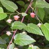 수리딸기(Rubus corchorifolius L.f.) : 무심거사