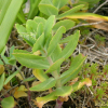 큰꿩의비름(Hylotelephium spectabile (Boreau) H.Ohba) : 둥근바위솔