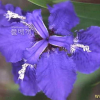연미붓꽃(Iris tectorum Maxim.) : 塞翁之馬