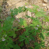 미국쥐손이(Geranium carolinianum L.) : 고마리