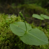 쌍잎난초(Neottia puberula (Maxim.) Szlach.) : 통통배