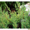 눈향나무(Juniperus chinensis var. sargentii Henry) : 파랑새