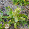 가지바위솔(Orostachys ramosa Y.N.Lee) : 산들꽃