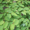 사람주나무(Neoshirakia japonica (Siebold & Zucc.) Esser) : 봄까치꽃