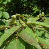 졸참나무(Quercus serrata Thunb. ex Murray) : 무심거사