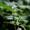 산층층이(Clinopodium multicaule (Maxim.) Kuntze var. shibetchense (H.L?v.) Melnikov) : 산들꽃