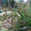 날개골풀(Juncus alatus Franch. & Sav.) : 고들빼기