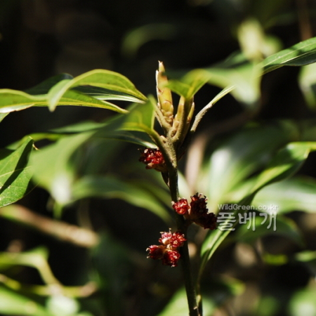 새덕이(Neolitsea aciculata (Blume) Koidz.) : 통통배