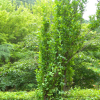 열녀목(Prunus salicina var. columnaris (Uyeki) Uyeki) : 곰배령