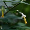 단풍박쥐나무(Alangium platanifolium (Siebold & Zucc.) Harms) : 오솔