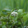 월귤(Vaccinium vitis-idaea L.) : 벼루