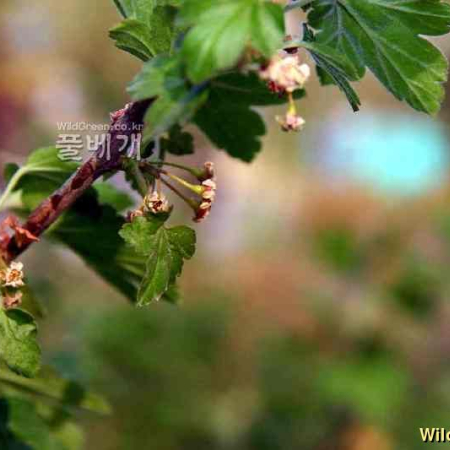 개당주나무(Ribes fasciculatum Siebold & Zucc.) : 꽃사랑