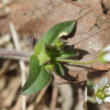 점나도나물(Cerastium holosteoides Fr. subsp. vulgare (Hartm.) I.V.Sokolova) : 벼루